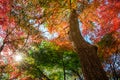 Colorful tree in autumn Royalty Free Stock Photo